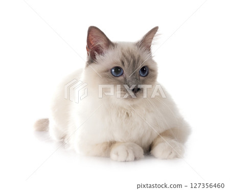 birman cat in studio birman cat in studio 127356460