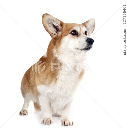 Pembroke Welsh Corgi Pembroke Welsh Corgi 127356461