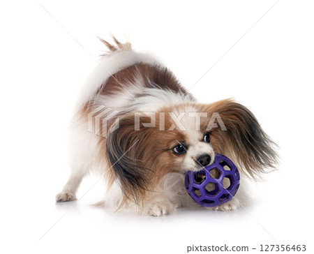 papillon dog in studio papillon dog in studio 127356463