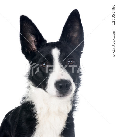 young border collie 127356466