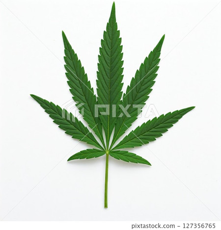 Detailed view of a green cannabis leaf isolated on a white background showcasing its serrated edges and unique structure 127356765