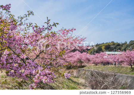 濱松市東大山的河津櫻花風景（靜岡縣） 127356969