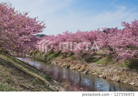 濱松市東大山的河津櫻花風景(靜岡縣) 濱松市東大山的河津櫻花風景(靜岡縣) 127356972