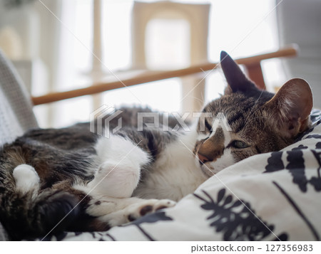 放鬆在長沙發的貓 127356983