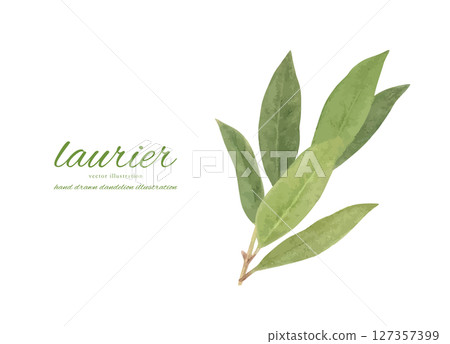 水彩月桂葉卡通 127357399