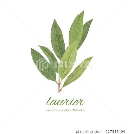Watercolor bay leaf cartoon Watercolor bay leaf cartoon 127357404