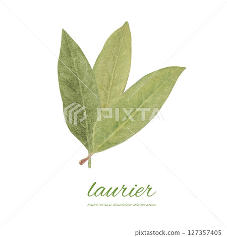 Watercolor bay leaf cartoon 127357405