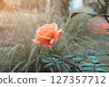 Soft focus rose calming coral colorful vivid tropical nature with sunset light background 127357712
