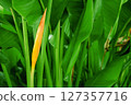 Bird of paradise or Strelitziaceae blooming flower jungle green plants nature background. 127357716