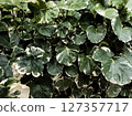 Ariegated Balfour aralia or Polyscias Balfouriana is green with white leaves texture 127357717