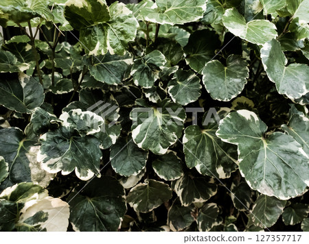 Ariegated Balfour aralia or Polyscias Balfouriana is green with white leaves texture 127357717