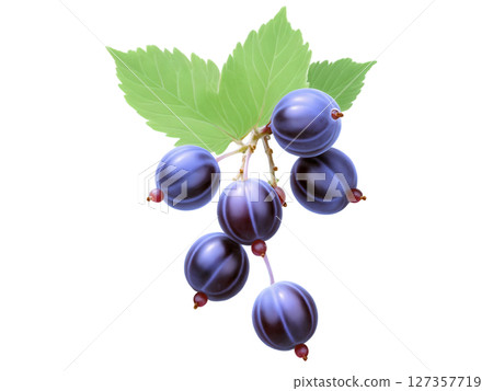 Gooseberries (Ribes uva-crispa) Tart, round berries with a green or reddish hue, used in jams, desserts, or eaten fresh. Common 127357719