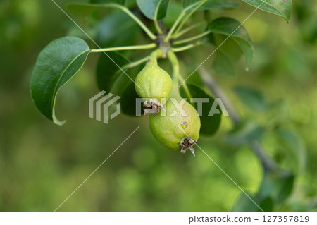 Green unripe pear on a tree, fresh fruits. 127357819