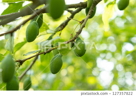 Unripe green plums on a tree, ripening plums, growing fruits. 127357822