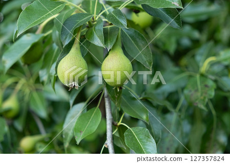 Green unripe pear on a tree, fresh fruits. 127357824