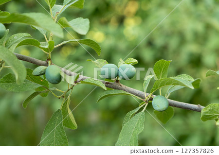 Unripe Blackthorn Plums on a Tree, Green Sloe Berries 127357826