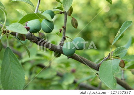 Unripe Blackthorn Plums on a Tree, Green Sloe Berries Unripe Blackthorn Plums on a Tree, Green Sloe Berries 127357827