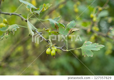 Unripe green currants on the branches of a currant bush close-up Unripe green currants on the branches of a currant bush close-up 127357829