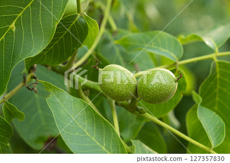 Green unripe walnuts on a tree branch close-up 127357830