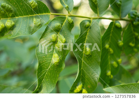 Diseased Walnut Leaves Showing Yellow Blister-Like Spots from Gall Mites Diseased Walnut Leaves Showing Yellow Blister-Like Spots from Gall Mites 127357836