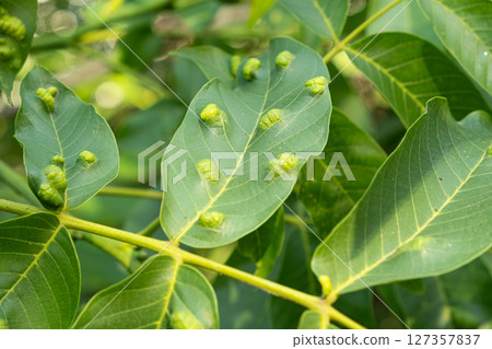 Walnut Leaves with Yellow Oval Galls Caused by Gall Mites 127357837
