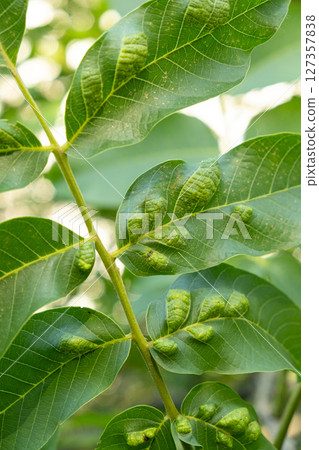 Walnut Leaves with Yellow Oval Galls Caused by Gall Mites Walnut Leaves with Yellow Oval Galls Caused by Gall Mites 127357838