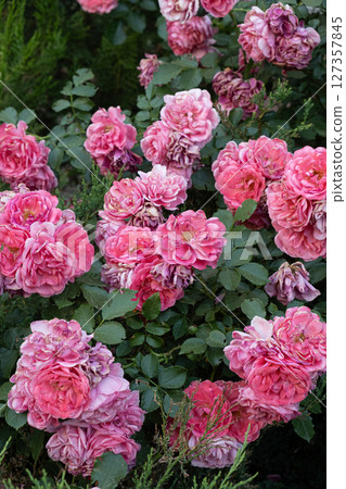 Large bush of pink roses, flowers close-up, floral background. 127357845