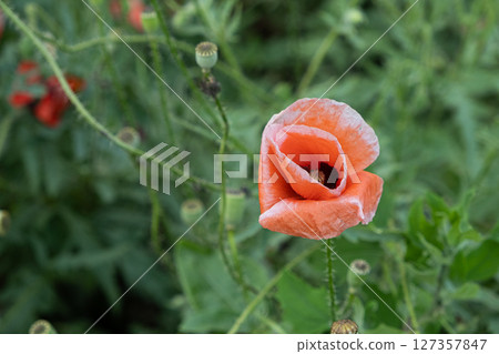 Red Poppy Flower in Bloom, Close-Up on Natural Background Red Poppy Flower in Bloom, Close-Up on Natural Background 127357847