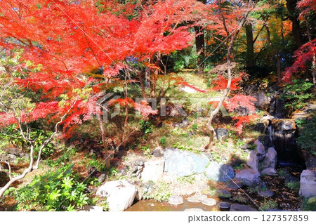 [東京]舊古河庭園的紅葉 127357859