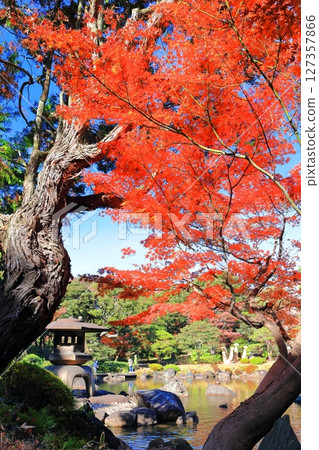 [Tokyo] Yukimi lanterns and autumn leaves at the Kyu-Furukawa Gardens 127357866