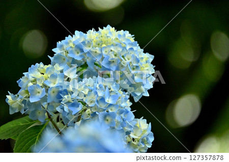Blue hydrangea Blue hydrangea 127357878