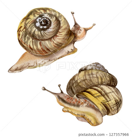 Snail shelled gastropod mollusc slug, slow moving animal. Single element isolated illustration hand drawn in watercolor. Nature educational posters, gardening guides calendars, cards labels print art Snail shelled gastropod mollusc slug, slow moving animal. Single element isolated illustration hand drawn in watercolor. Nature educational posters, gardening guides calendars, cards labels print art 127357966