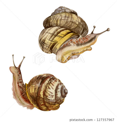 Snail shelled gastropod mollusc slug, slow moving animal. Single element isolated illustration hand drawn in watercolor. Nature educational posters cards, gardening calendars guides, aquarium shops 127357967