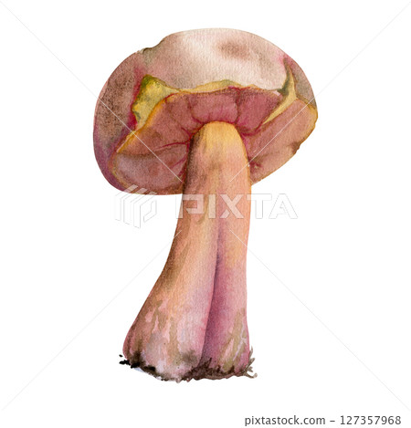 Bolete cep porcino suillus mushroom fungus, autumn forest harvest, edible raw ingredient for vegan cooking. Single element hand drawn in watercolor. Seasonal menu recipe books, apothecary labels 127357968