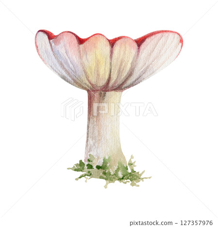 Russula webcap gill mushroom fungus, autumn forest harvest, edible raw ingredient for vegan cooking. Single element hand drawn in watercolor. Foraging logbooks, gardening notebooks, nature posters Russula webcap gill mushroom fungus, autumn forest harvest, edible raw ingredient for vegan cooking. Single element hand drawn in watercolor. Foraging logbooks, gardening notebooks, nature posters 127357976
