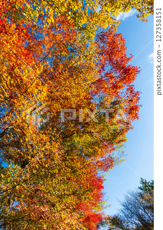 Autumn in Shodoshima - Autumn leaves in Kankakei Autumn in Shodoshima - Autumn leaves in Kankakei 127358151