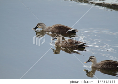Arao City Port Wild Birds, 127358311
