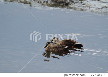 荒尾市港野生鳥類， 127358313