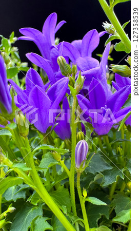 Purple Garden Flowers with Blurred Background Daisies. 127358539