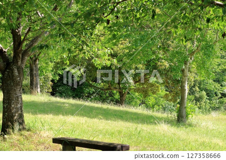 在陽光明媚的日子裡,樹蔭是消暑的好地方。 在陽光明媚的日子裡,樹蔭是消暑的好地方。 127358666