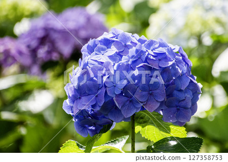Blue hydrangea Blue hydrangea 127358753