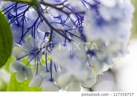藍色繡球花 127358757