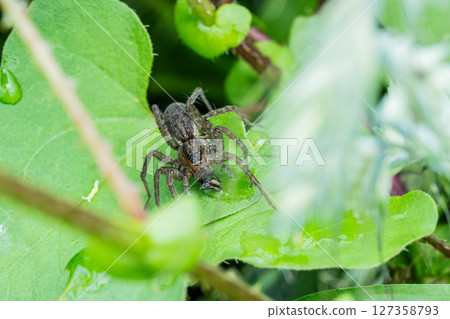 Wolf spider preying on insects 127358793