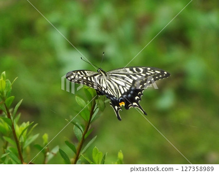 Swallowtail butterfly stopping on a branch Swallowtail butterfly stopping on a branch 127358989