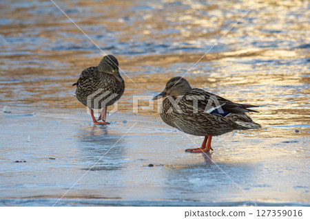 Two female mallards walking on a frozen lake during sunset showcasing their natural beauty and environmental habitat 127359016