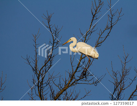 Elegant Ardea alba modesta perched on a bare branch against a clear blue sky during a sunny afternoon 127359017