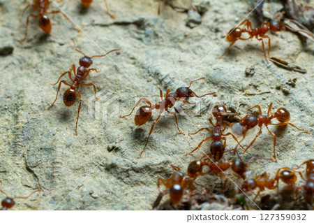 Close up view of fire ants foraging on a textured surface during daylight showcasing their social behavior and intricate details of their tiny bodies 127359032