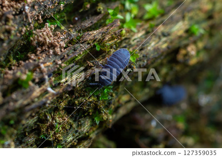 Close-up of a dark blue insect crawling on a textured wooden log surrounded by green moss in a forest habitat during daylight hours Close-up of a dark blue insect crawling on a textured wooden log surrounded by green moss in a forest habitat during daylight hours 127359035