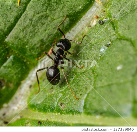 Close-up view of a black ant crawling on a green leaf in a natural setting during daylight hours Close-up view of a black ant crawling on a green leaf in a natural setting during daylight hours 127359040