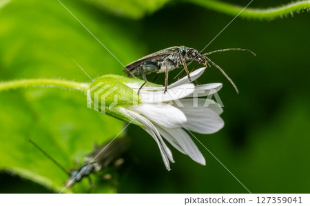 Golden-bloomed grey longhorn beetle rests on a delicate white flower surrounded by vibrant green foliage under natural sunlight 127359041